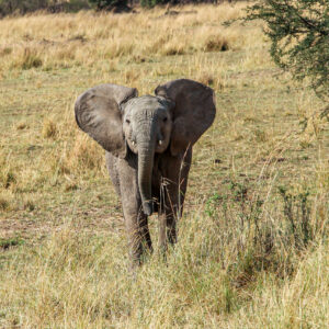 Beauty of wildlife by Camille Massida Photography